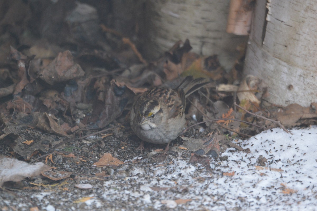 White-throated Sparrow - ML646317937