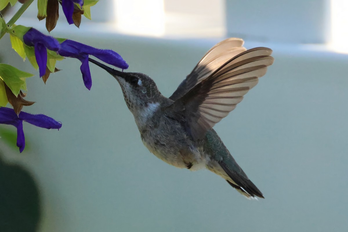 Black-chinned Hummingbird - ML646317938
