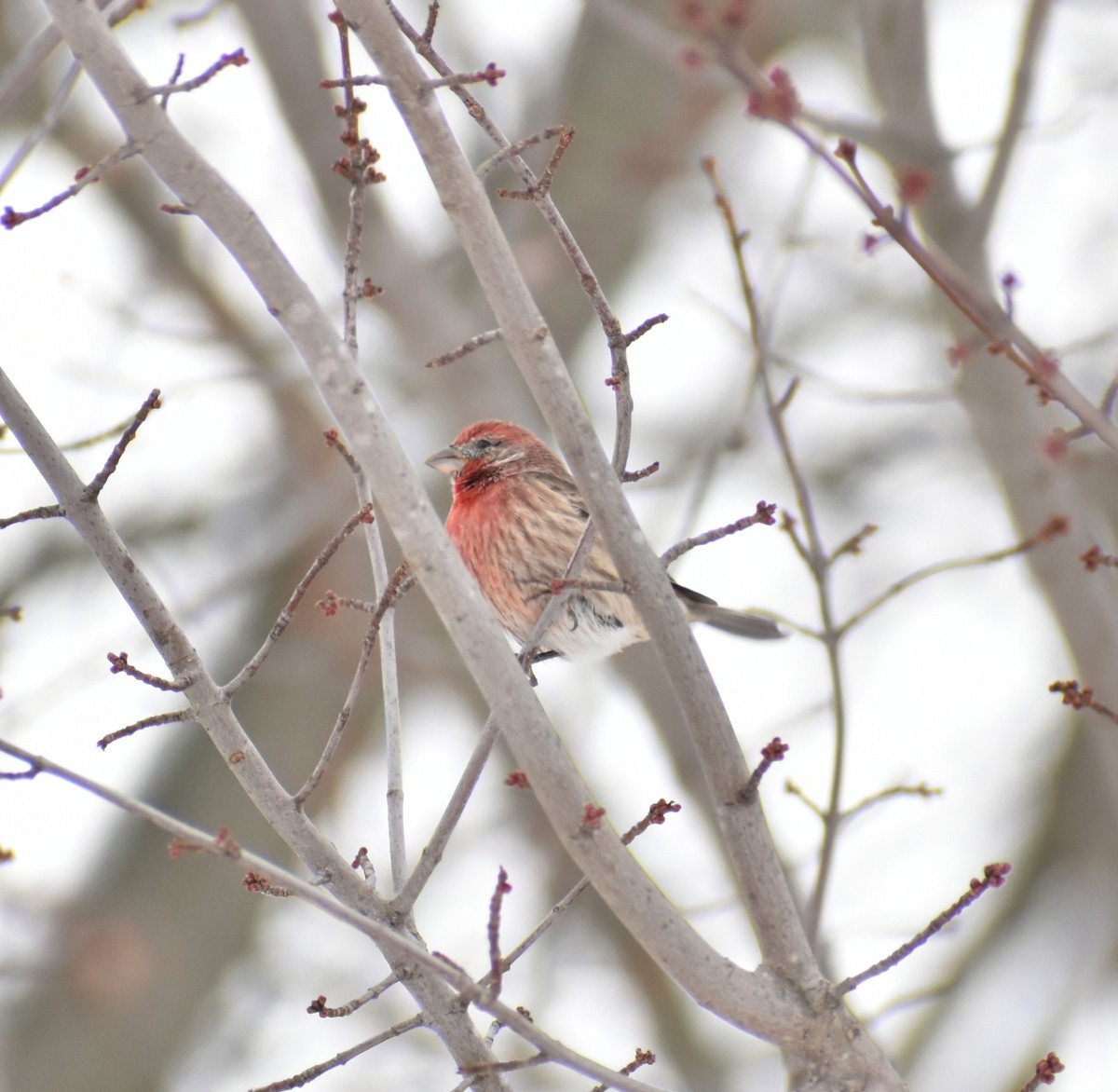 House Finch - ML646317939