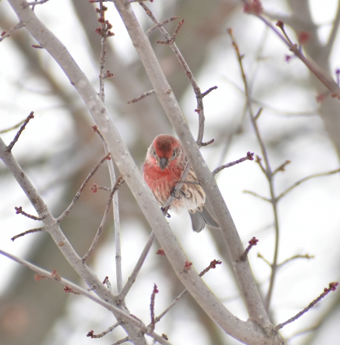 House Finch - ML646317940