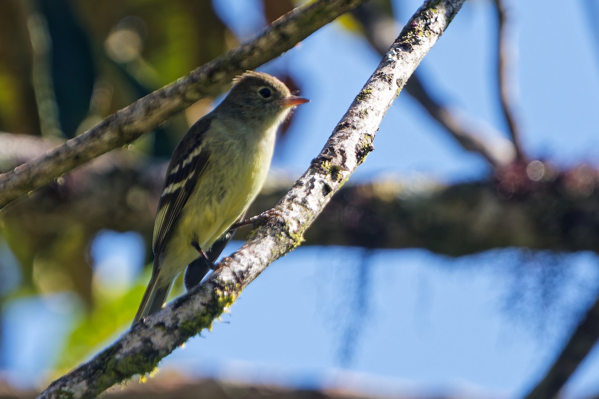 Sierran Elaenia - ML646317941