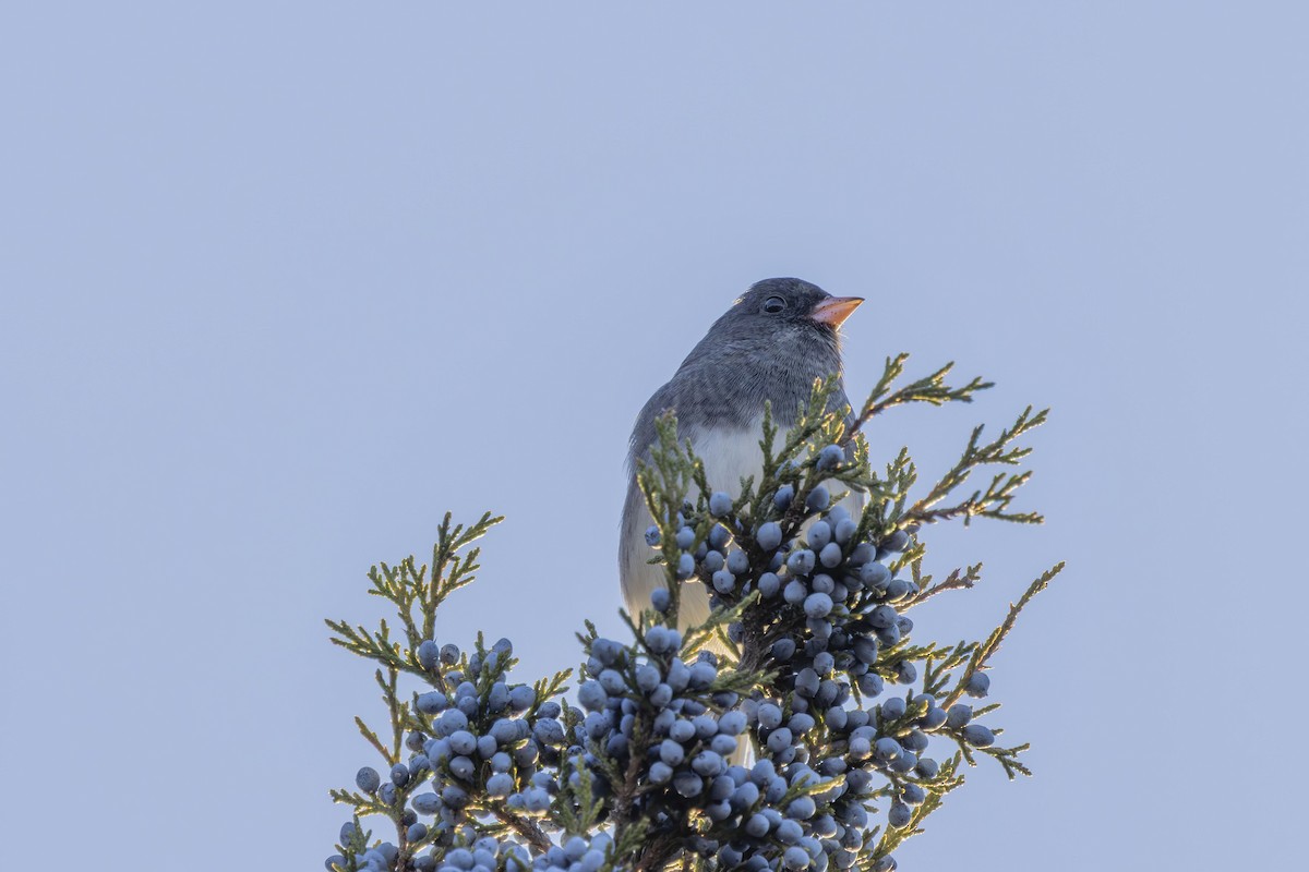 Dark-eyed Junco - ML646317942