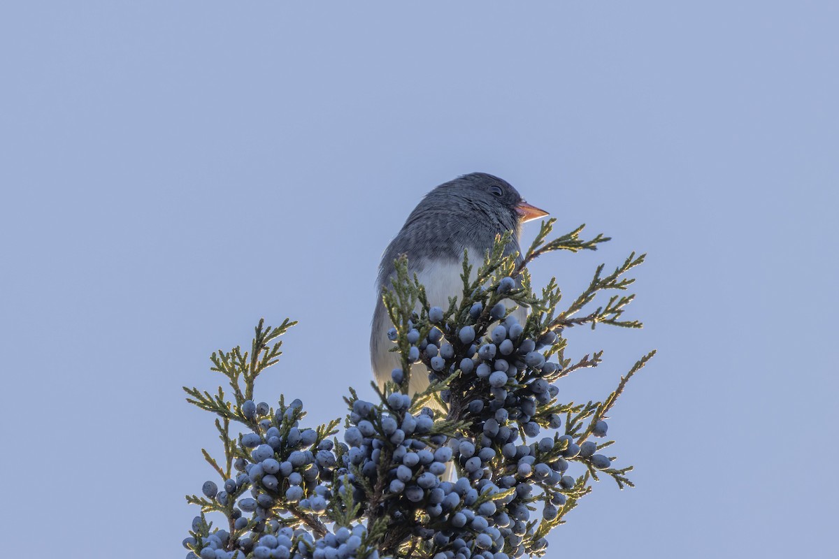 Dark-eyed Junco - ML646317943