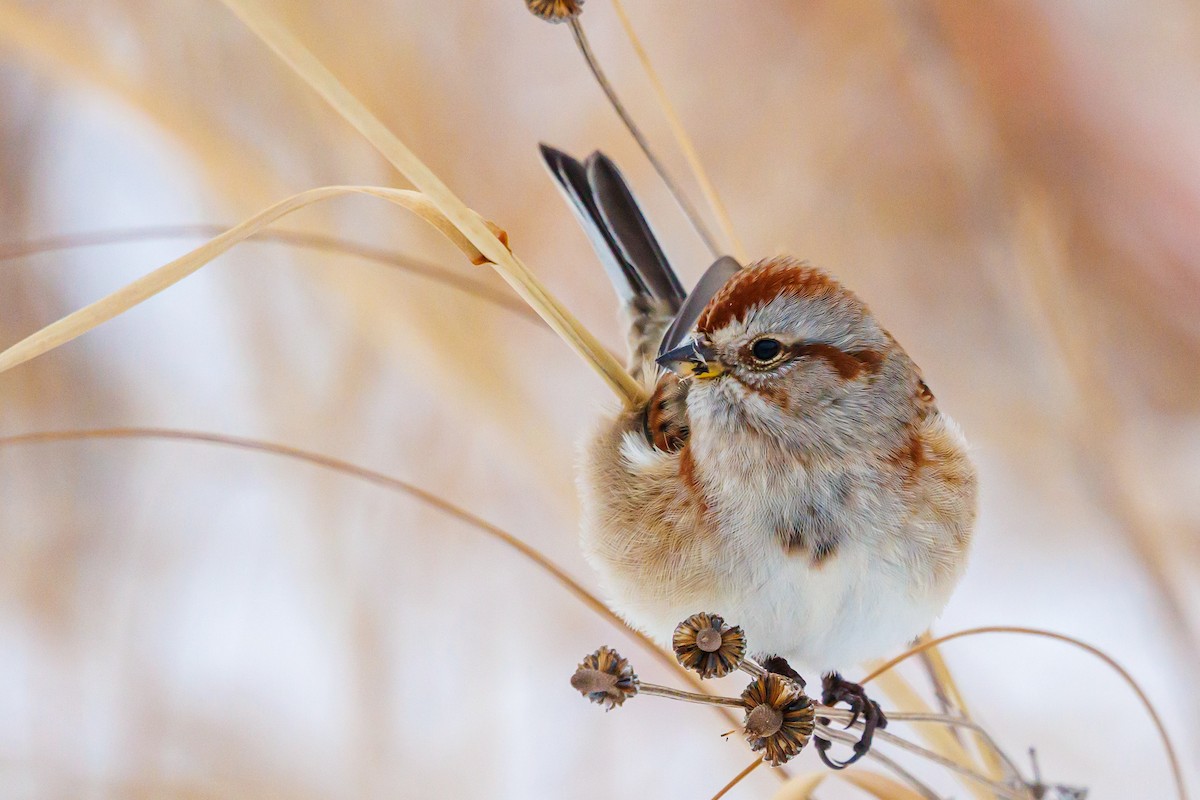 American Tree Sparrow - ML646317946