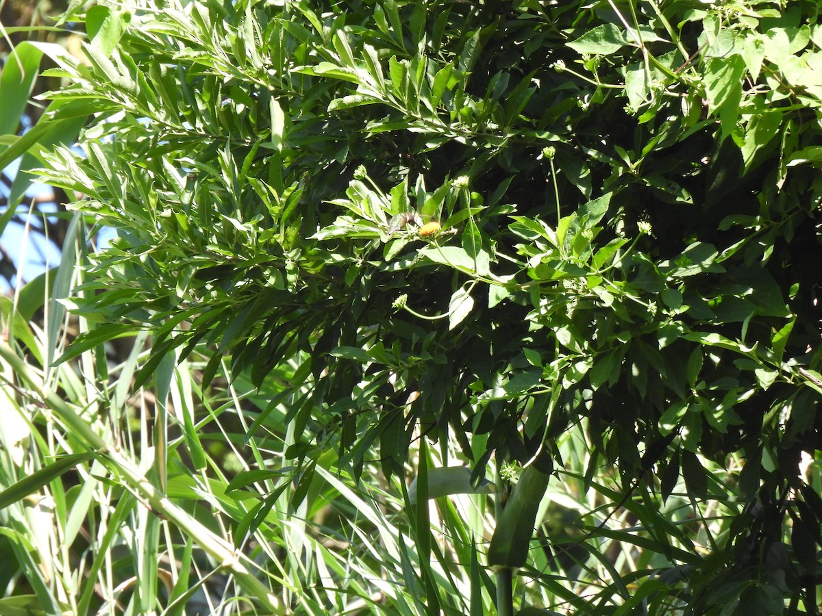 Azure-crowned Hummingbird - ML646317947