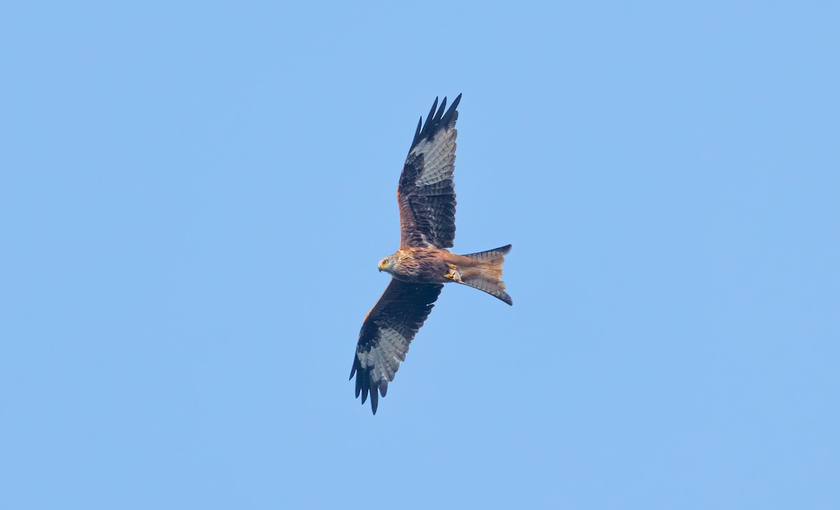Red Kite - ML646317948