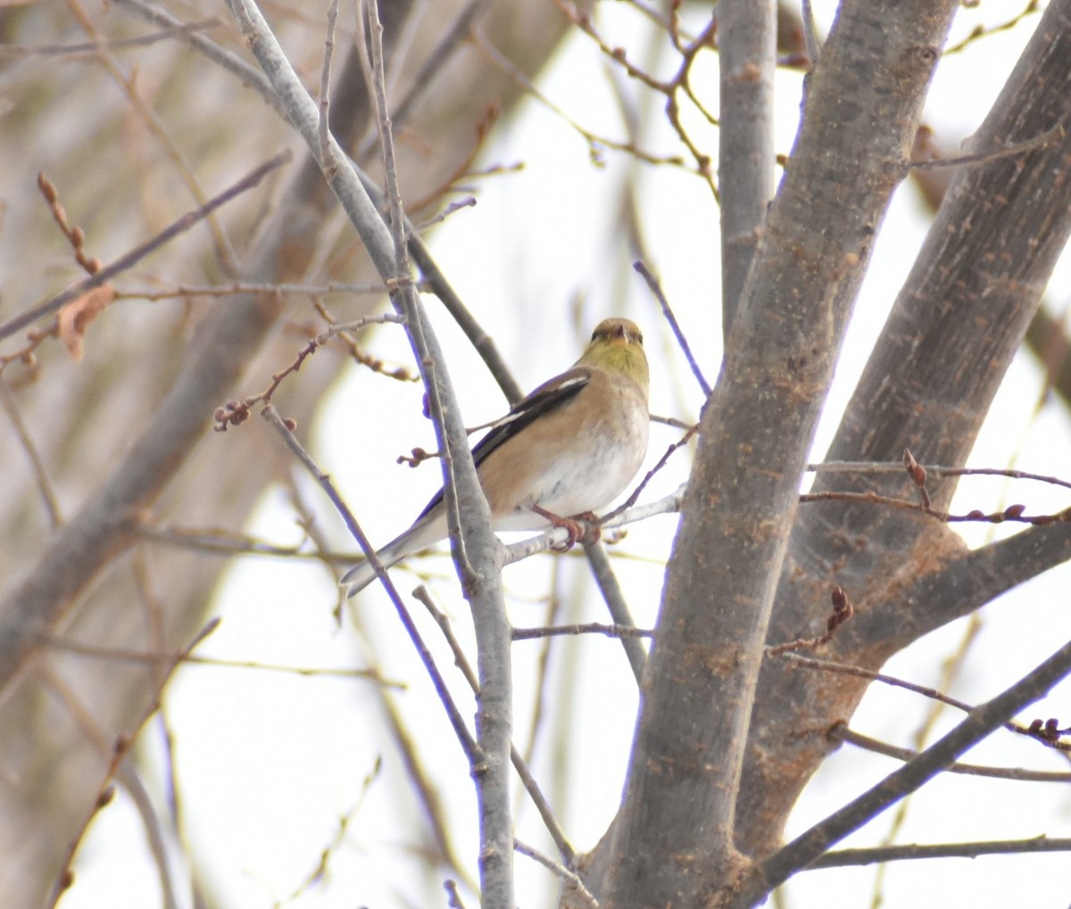 American Goldfinch - ML646317949