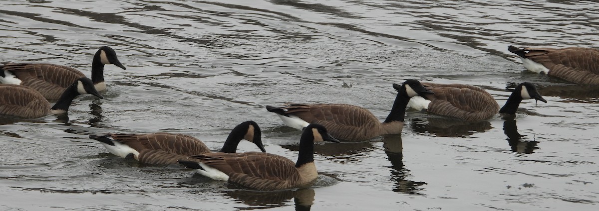 Canada Goose - ML646317951