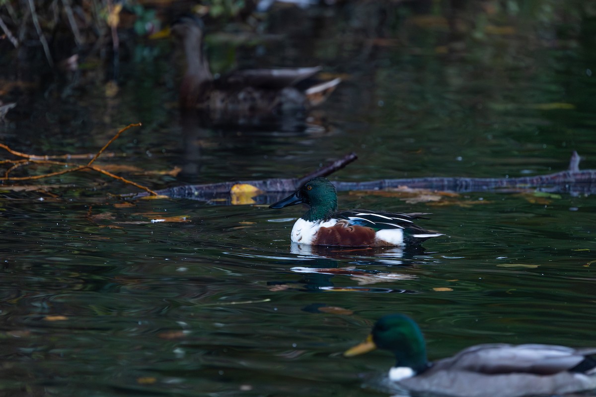 Northern Shoveler - ML646317952
