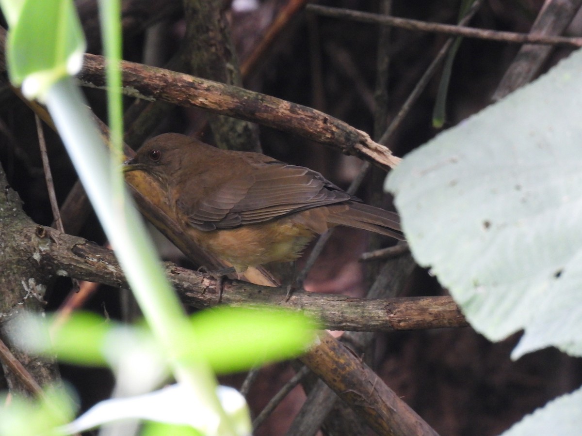 Clay-colored Thrush - ML646317954