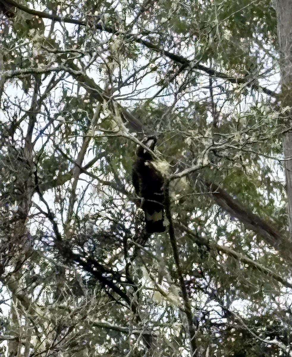 Yellow-tailed Black-Cockatoo - ML646317955