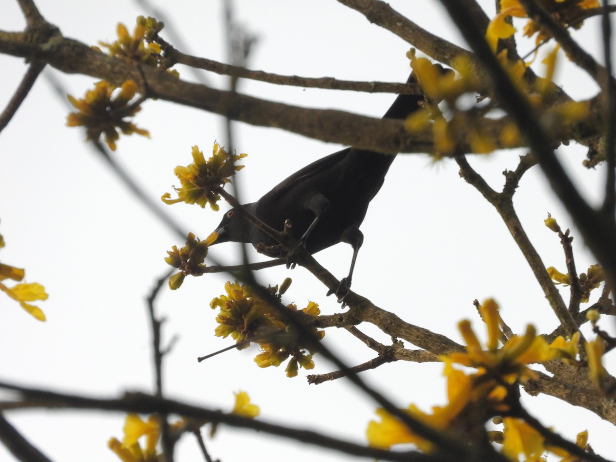 Crested Oropendola - ML646317956
