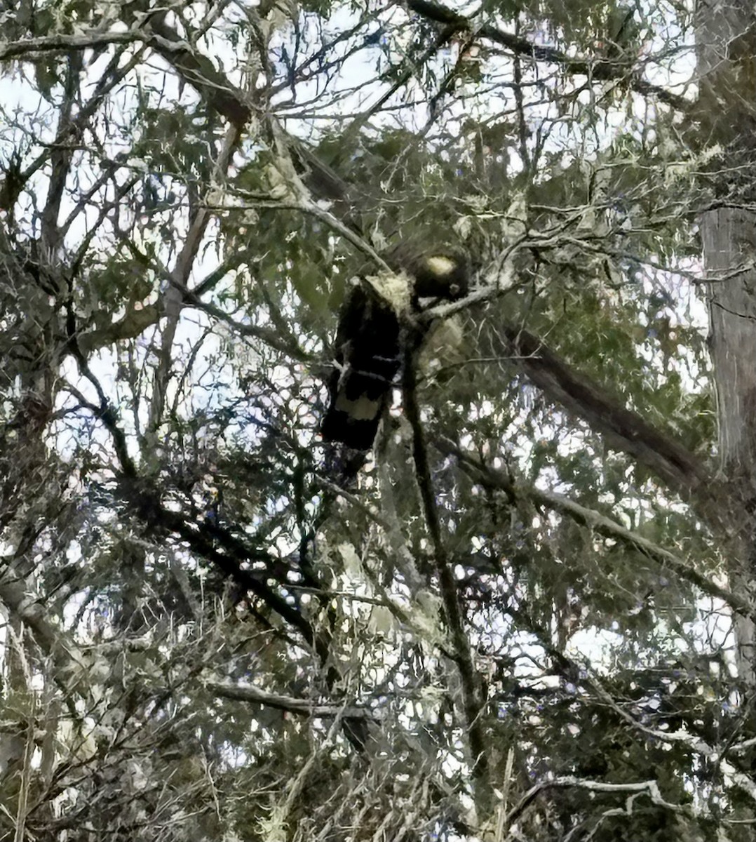 Yellow-tailed Black-Cockatoo - ML646317957