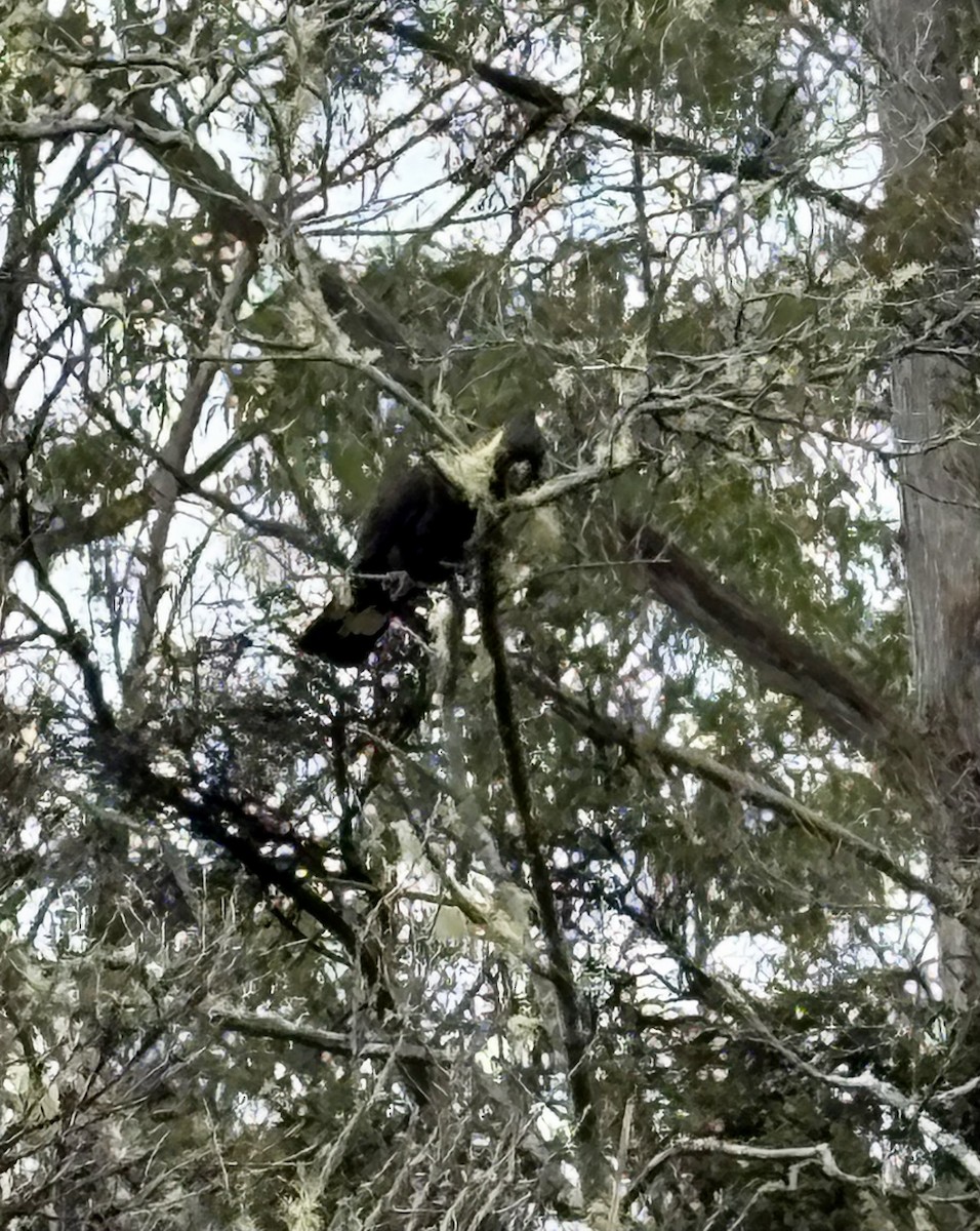 Yellow-tailed Black-Cockatoo - ML646317958