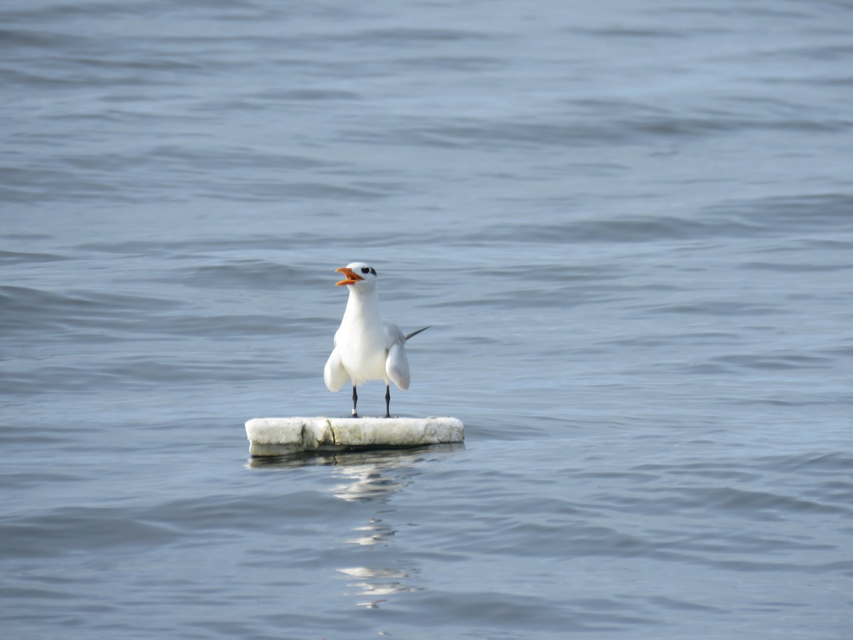 Royal Tern - ML646317963
