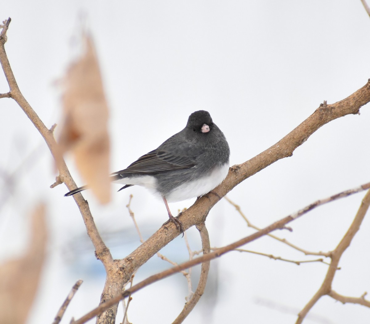 Dark-eyed Junco - ML646317965