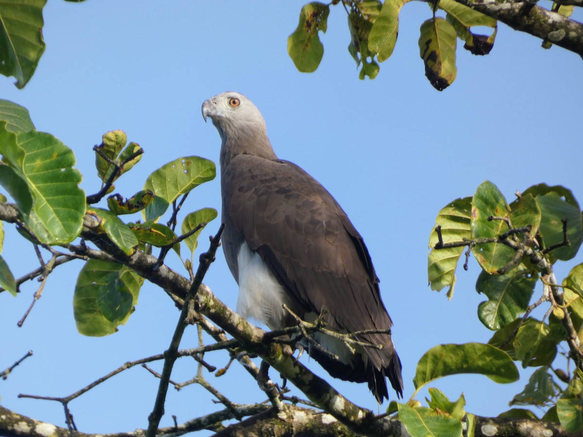 orel šedohlavý - ML646317967