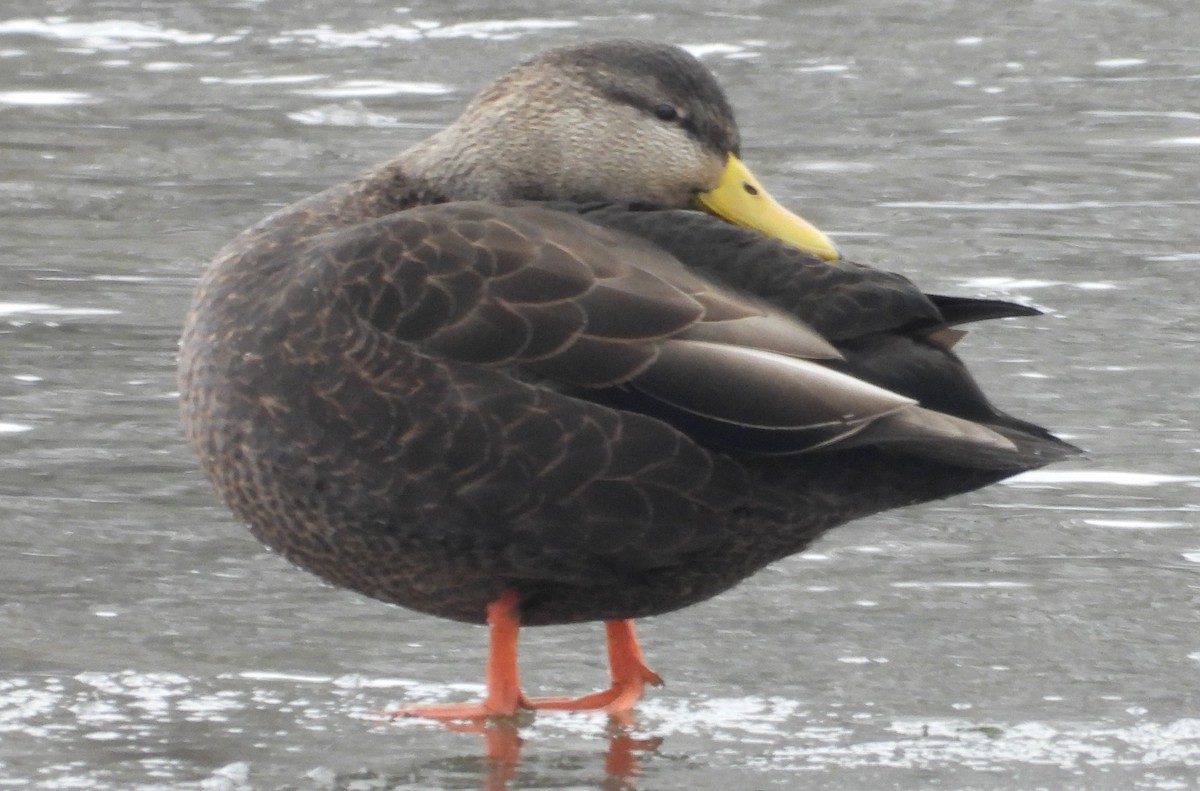 American Black Duck - ML646317968