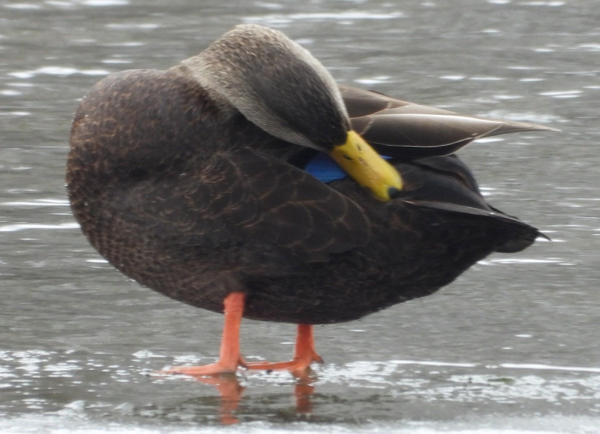 American Black Duck - ML646317969