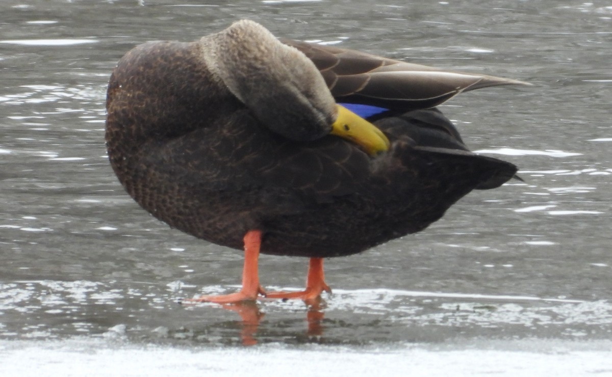 American Black Duck - ML646317970