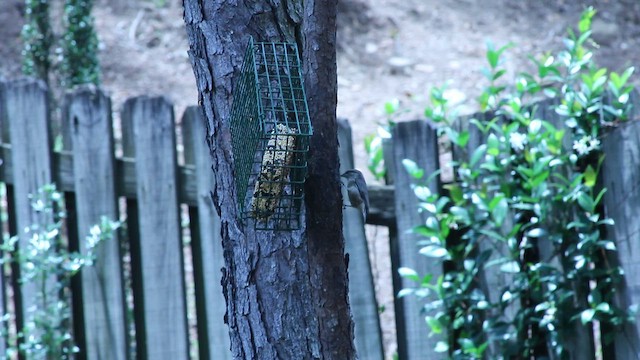 Повзик малий - ML646317971