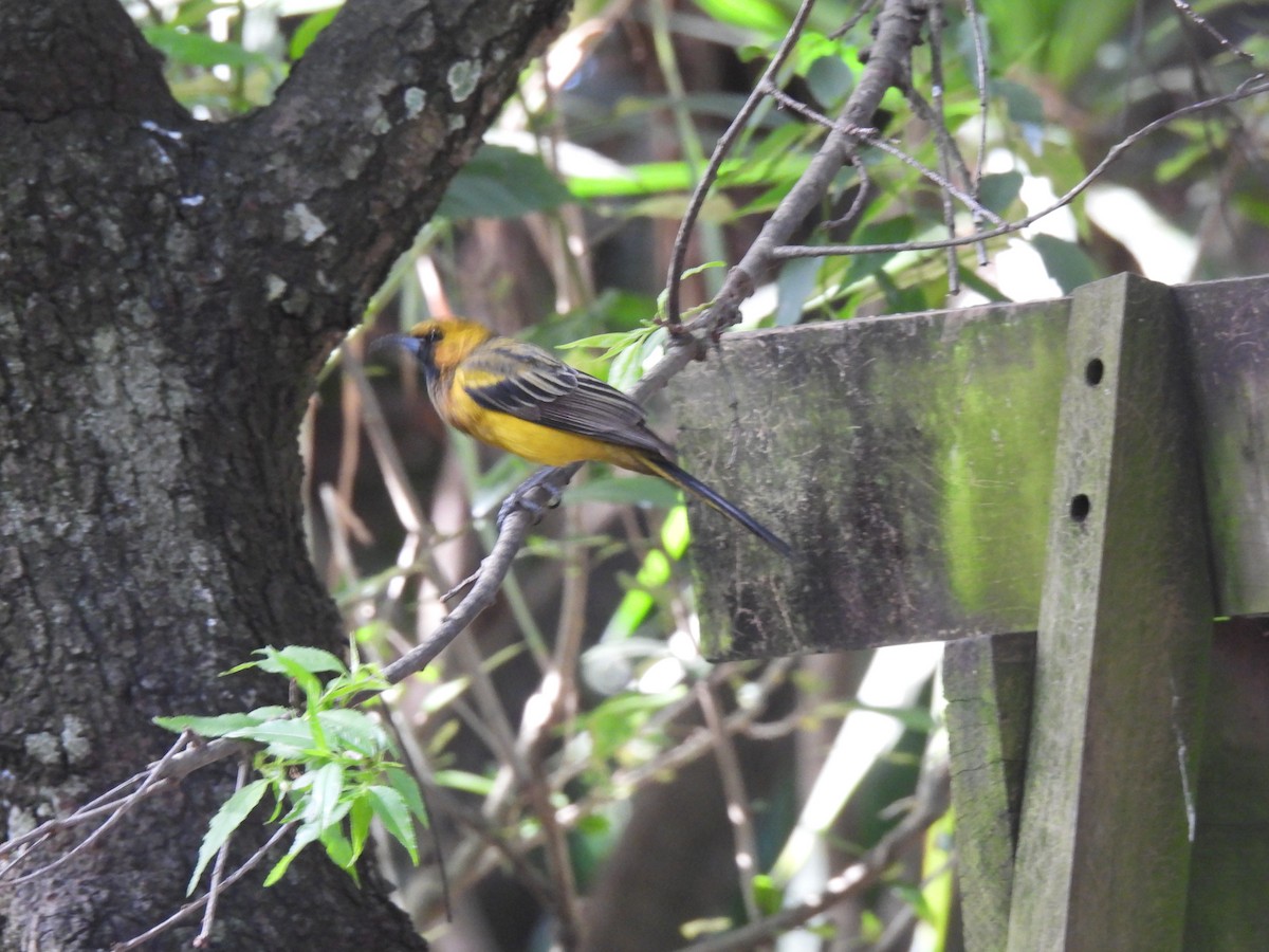 Black-vented Oriole - ML646317972