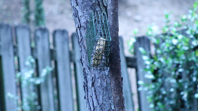 Повзик малий - ML646317973