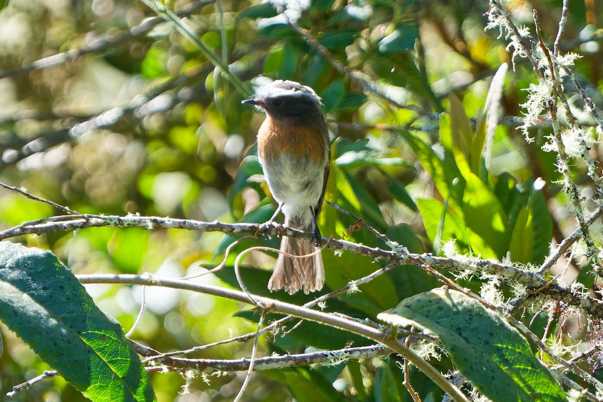 Rufous-breasted Chat-Tyrant - ML646317974