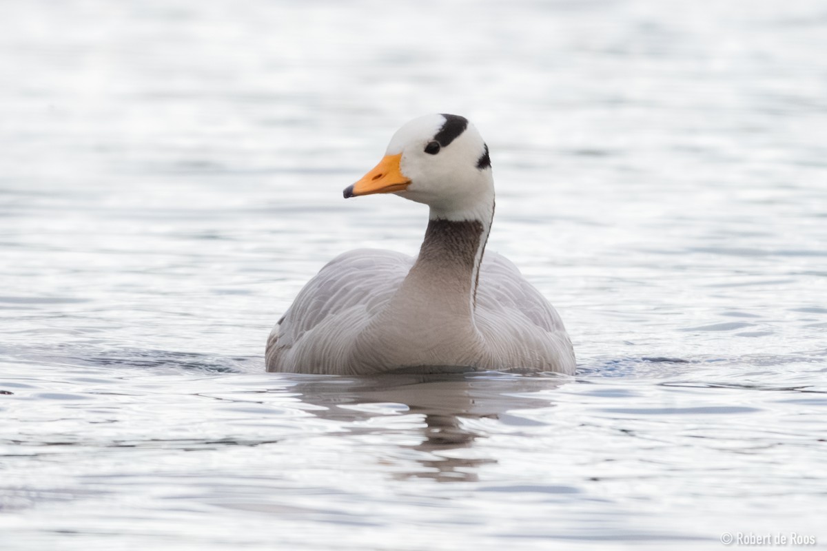 Oie à tête barrée - ML646317975