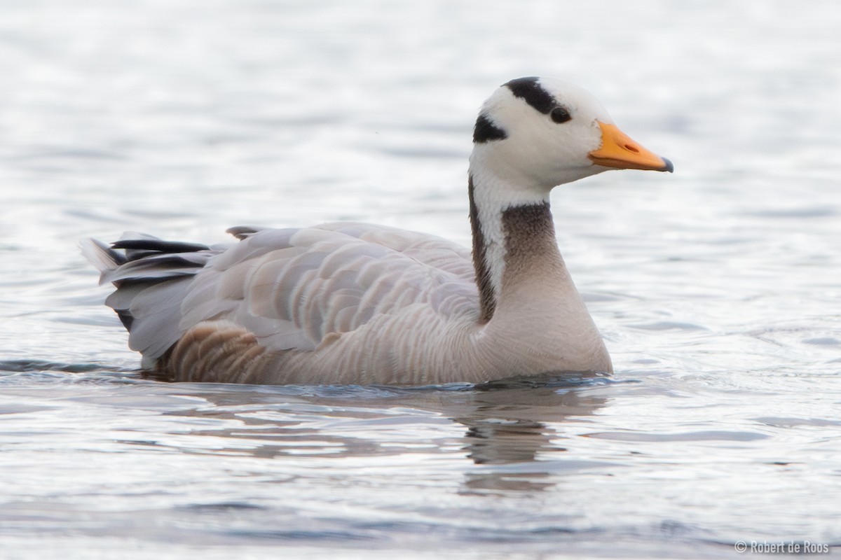 Oie à tête barrée - ML646317976