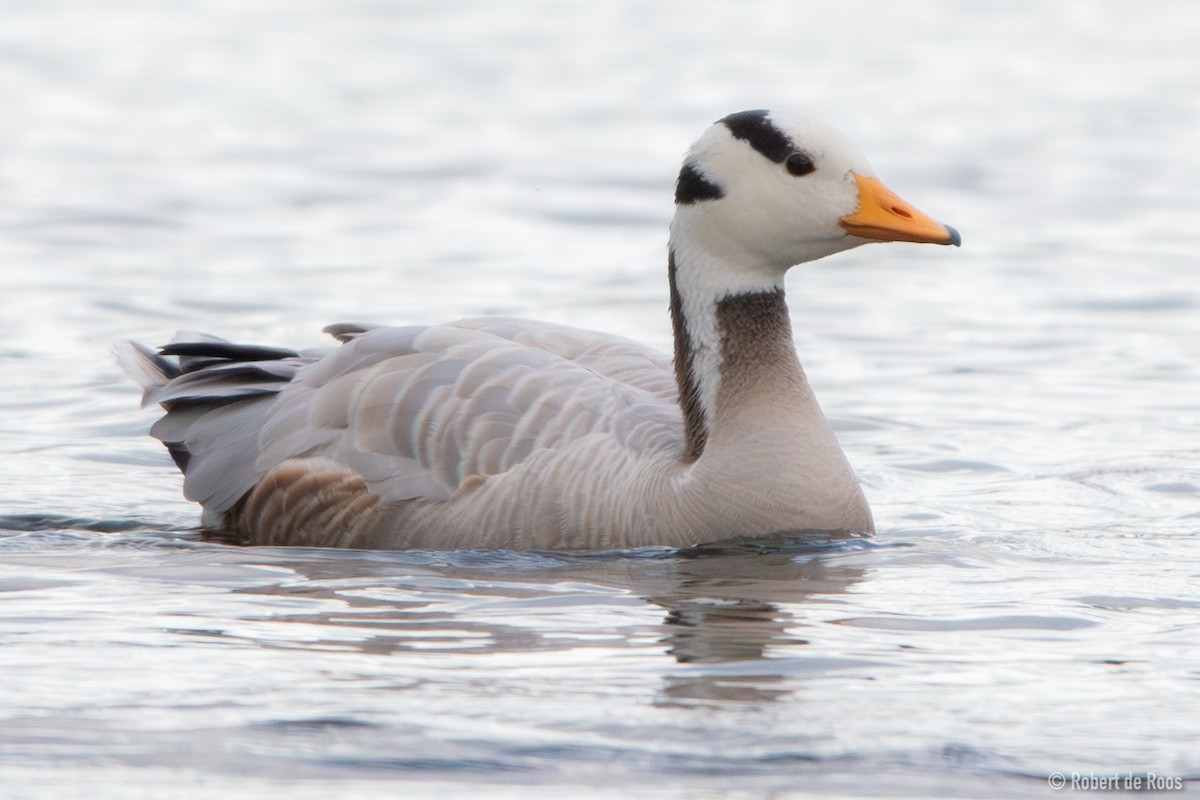 Oie à tête barrée - ML646317977