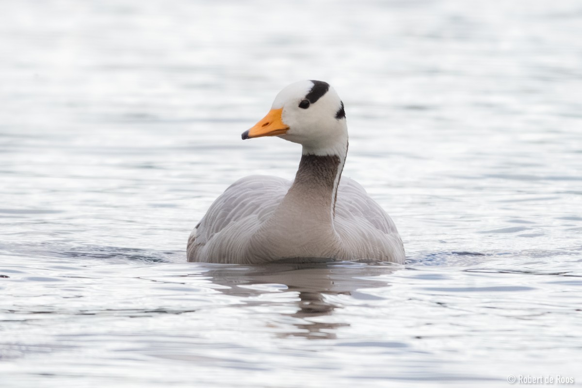 Oie à tête barrée - ML646317978