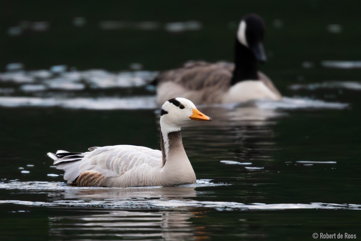 Oie à tête barrée - ML646317980