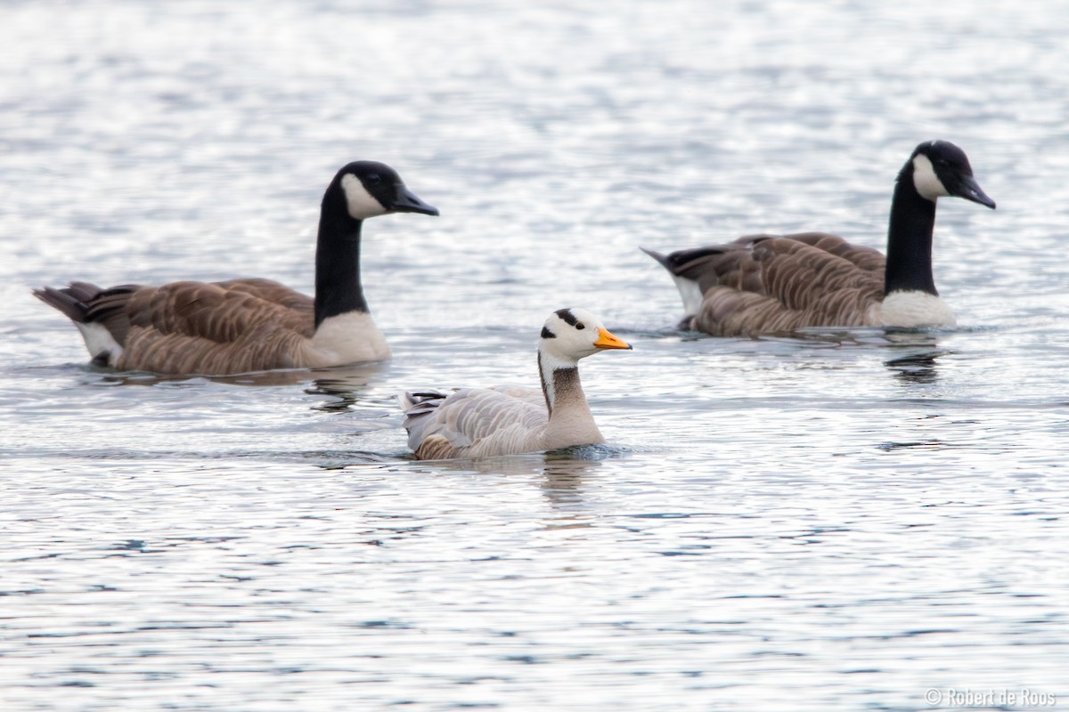 Oie à tête barrée - ML646317981