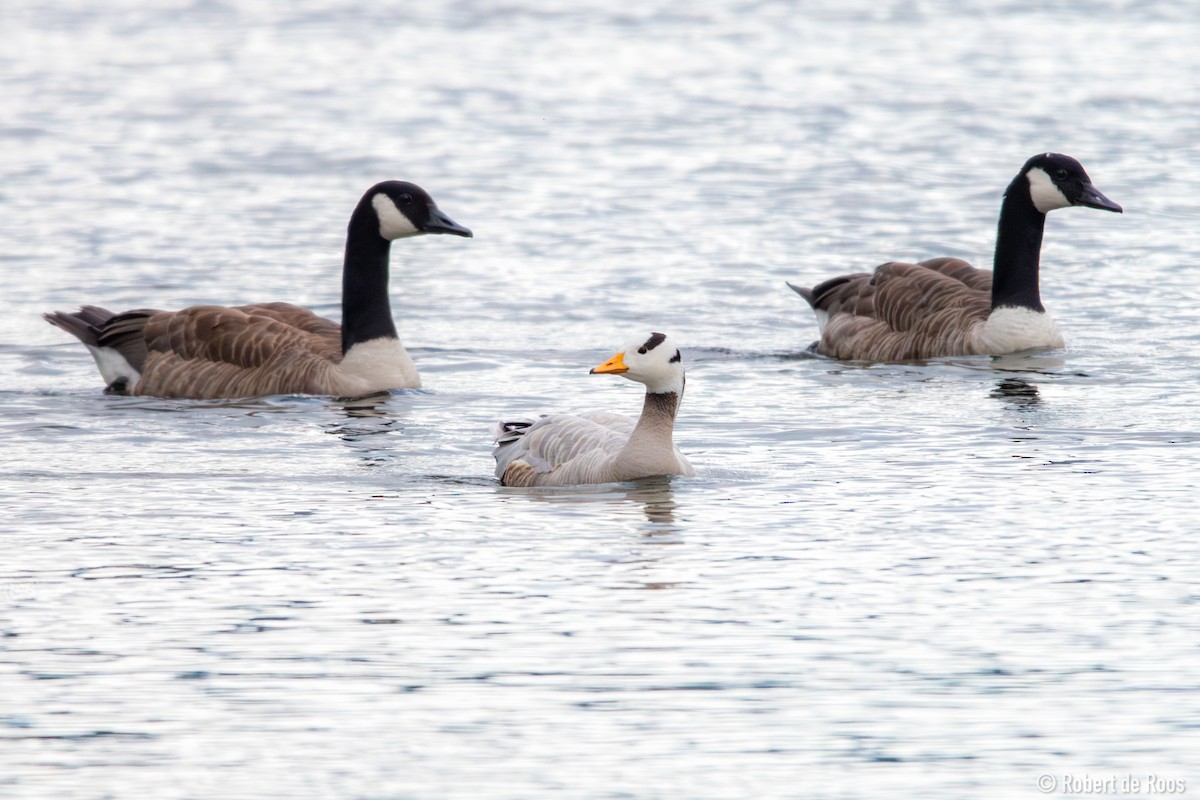 Oie à tête barrée - ML646317982