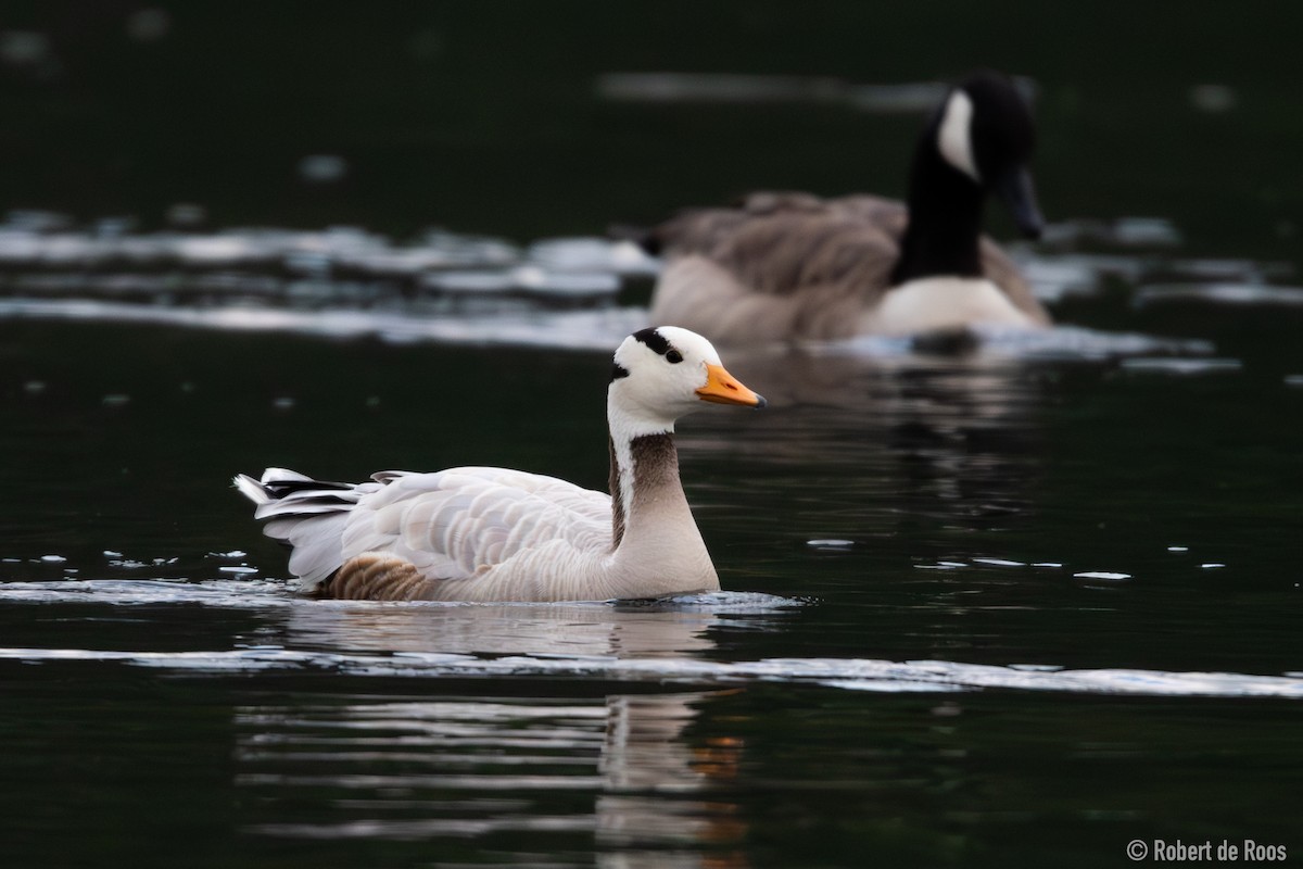 Oie à tête barrée - ML646317983