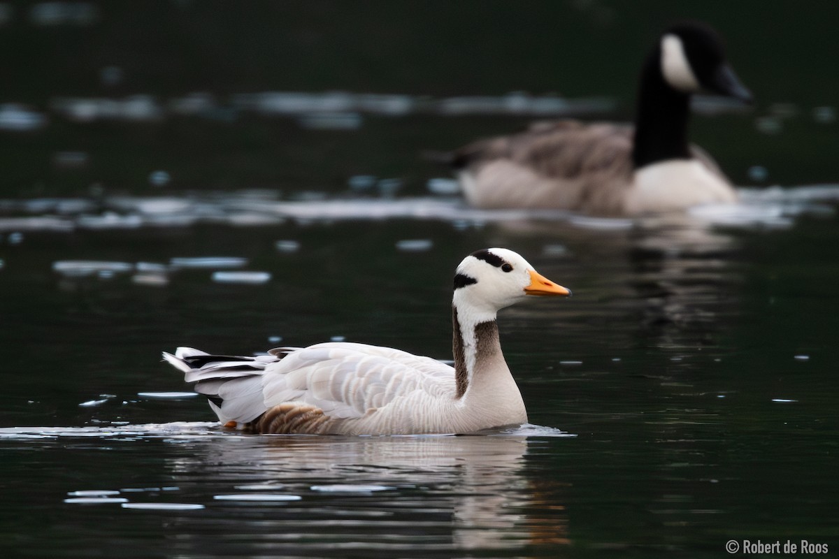 Oie à tête barrée - ML646317984