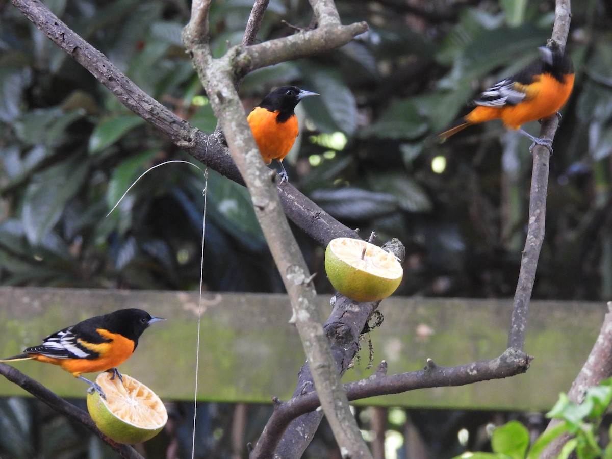 Baltimore Oriole - ML646317989