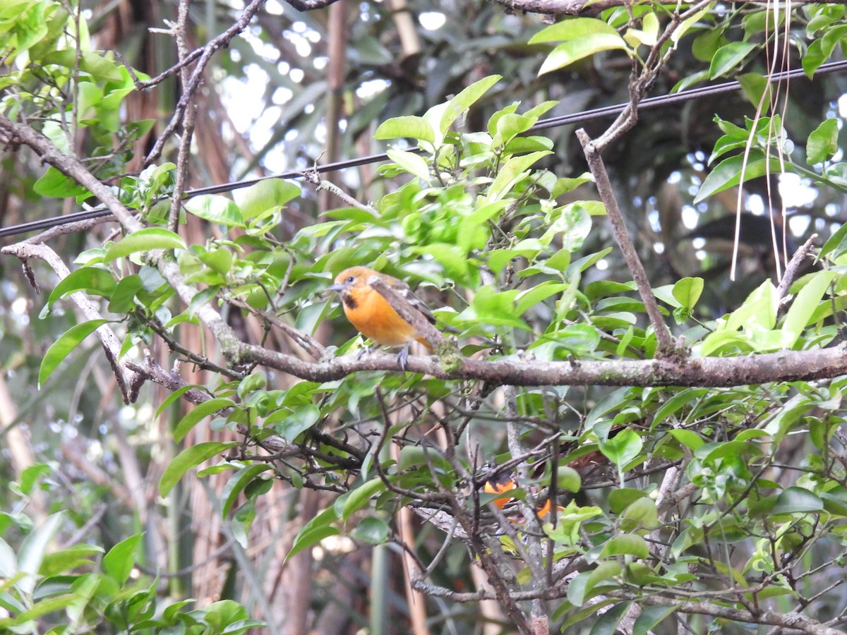 Baltimore Oriole - ML646317993