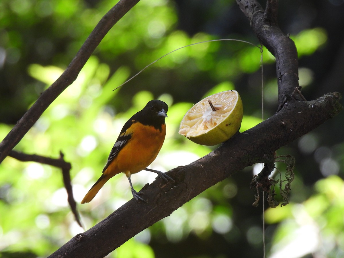 Baltimore Oriole - ML646317995