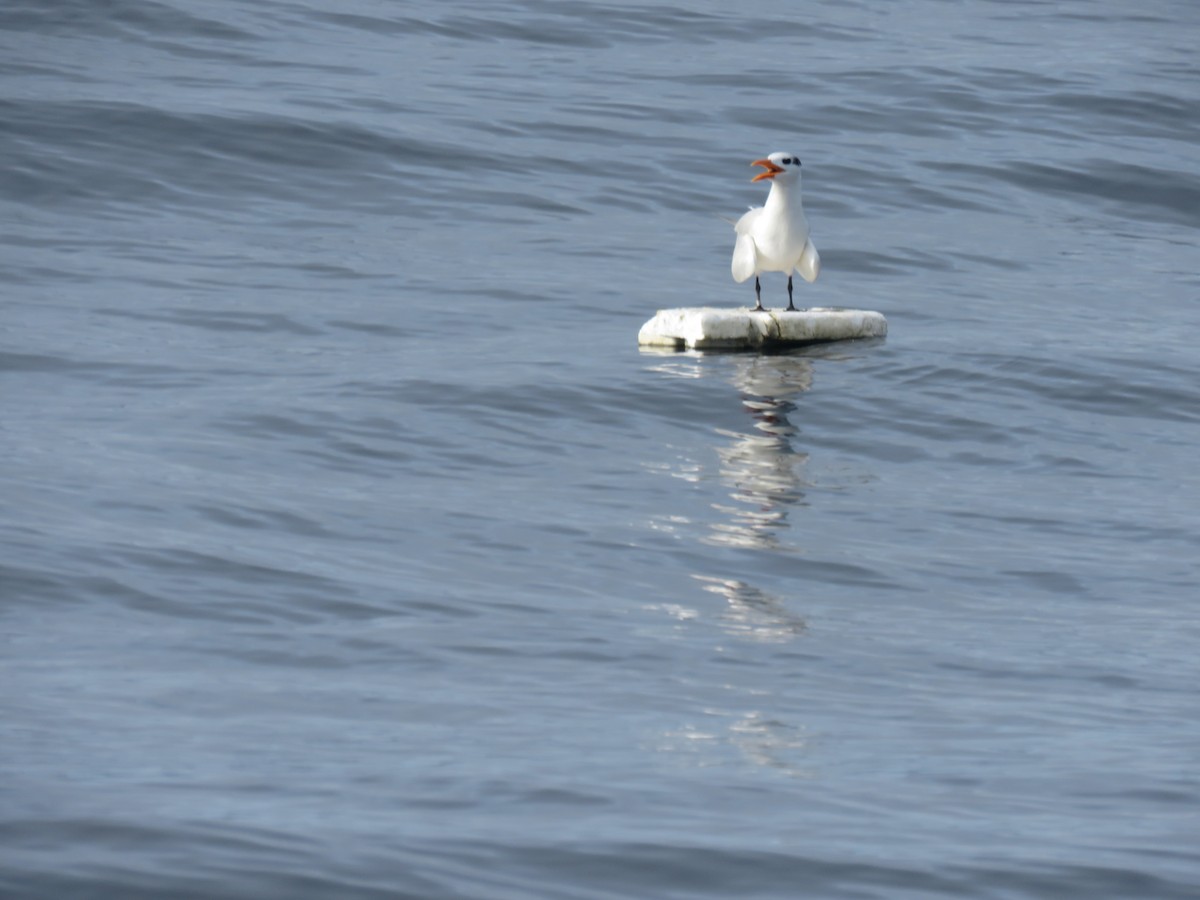 Royal Tern - ML646317996