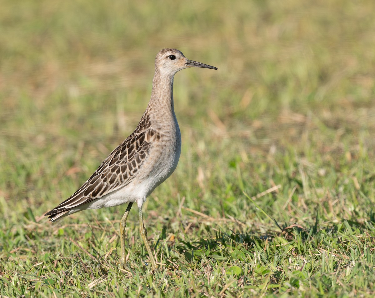 エリマキシギ - ML646318002