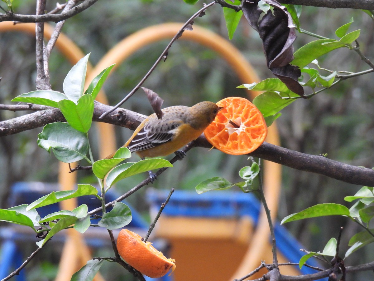 Baltimore Oriole - ML646318003