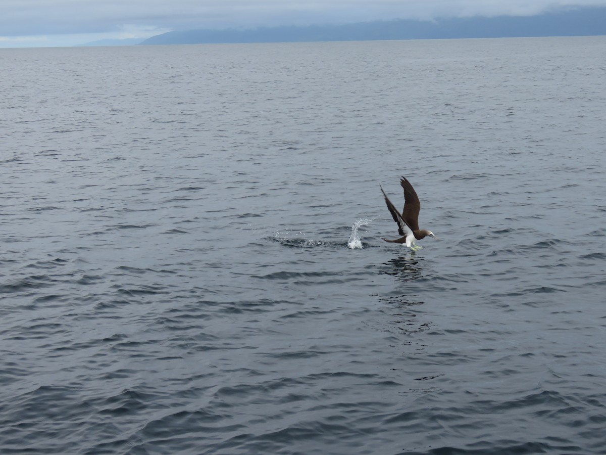 Cocos Booby - ML646318006