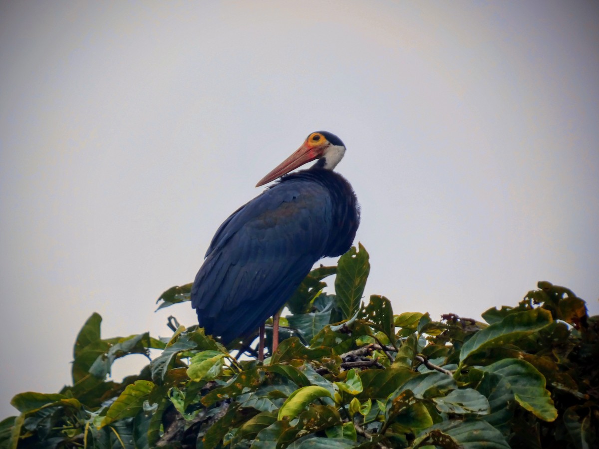 Storm's Stork - Morgan Chappell