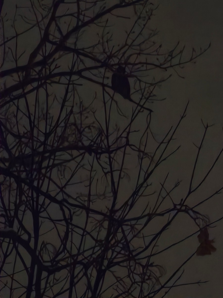 Great Horned Owl - ML646318009