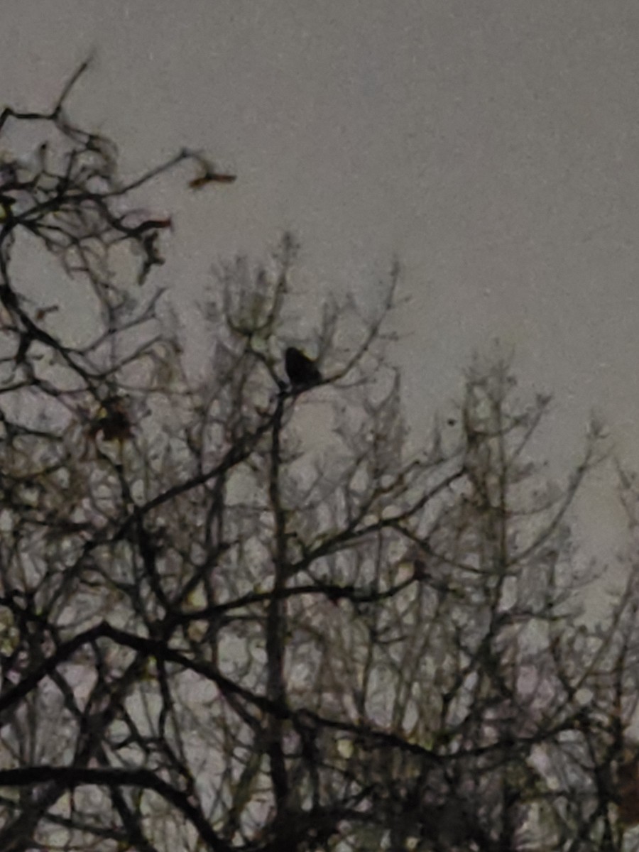 Great Horned Owl - ML646318010