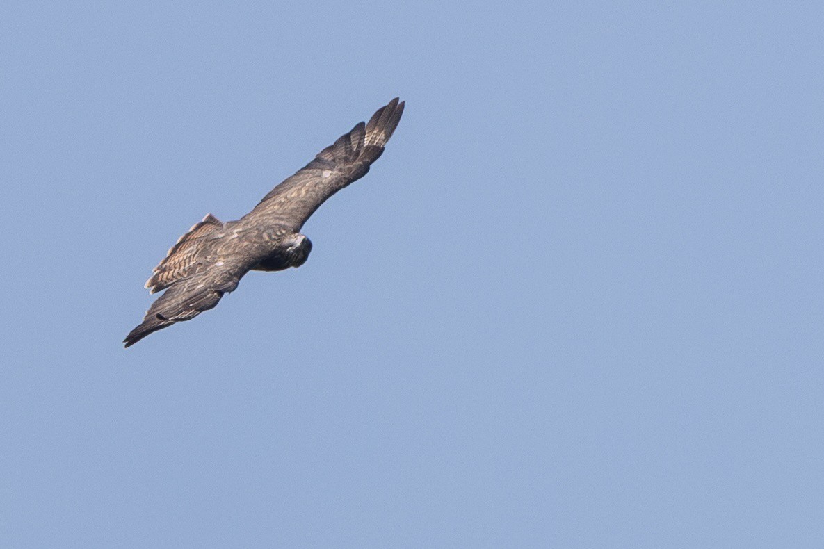 Buse variable - ML646318012