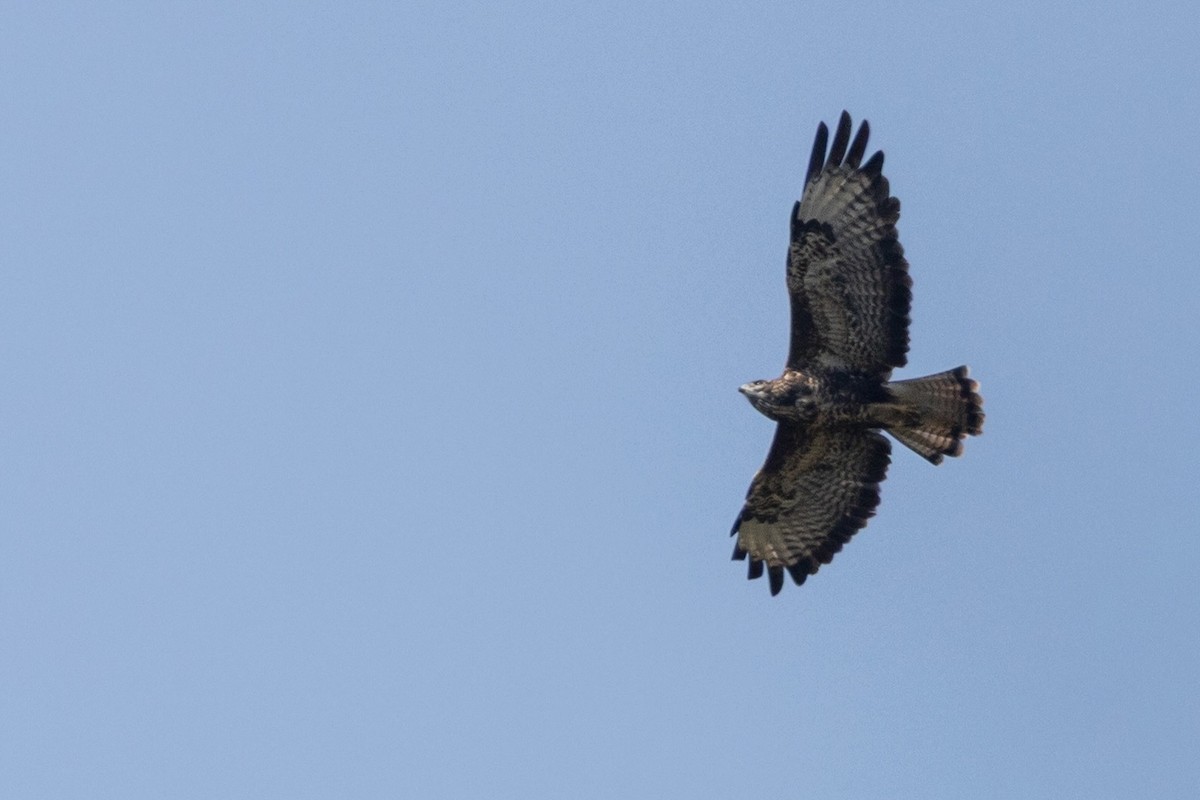 Buse variable - ML646318013