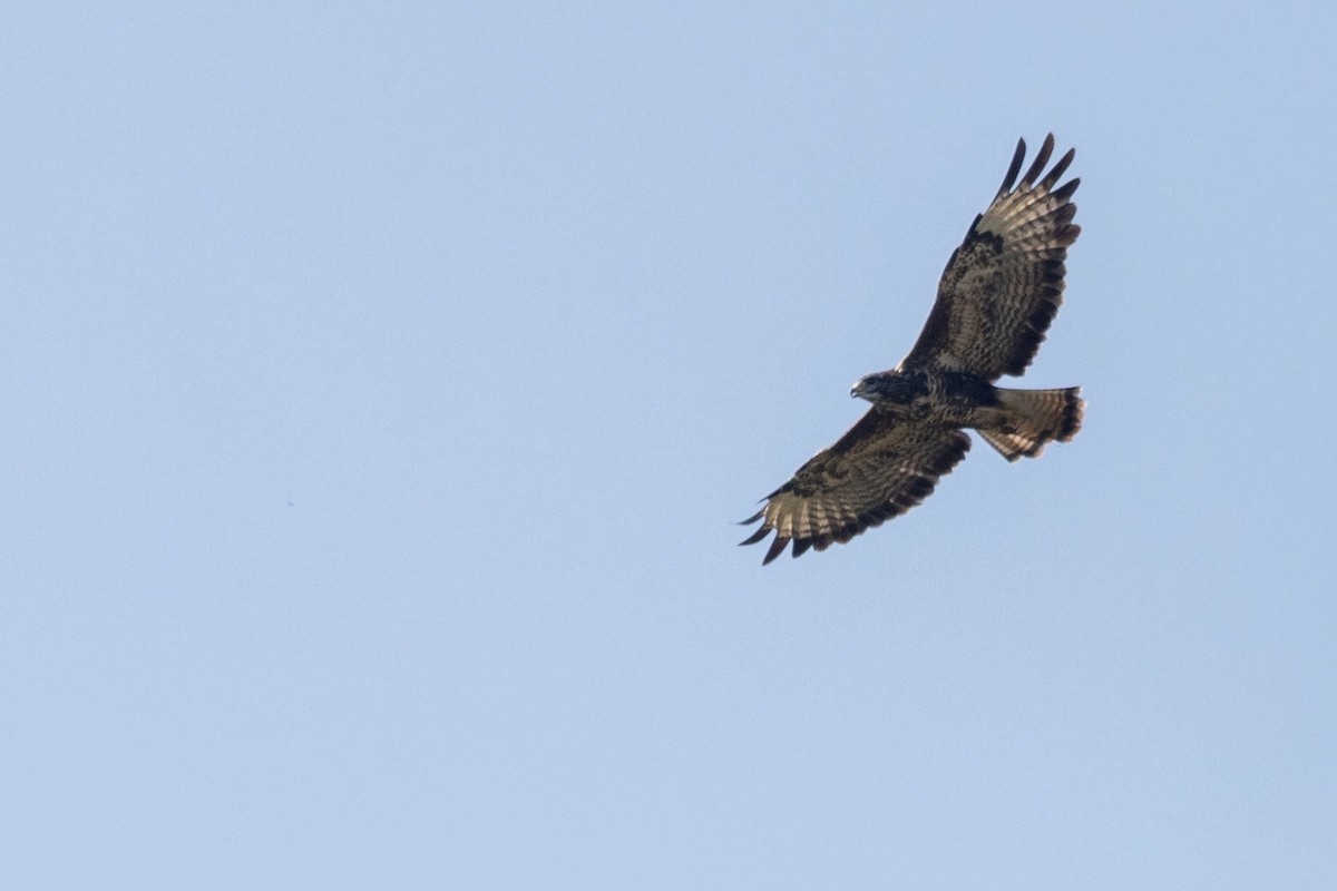 Buse variable - ML646318014